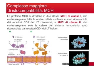 Complesso maggiore di istocompatibilità: MCH Le proteine MHC si dividono in due classi:  MCH di classe I , che contrassegnano tutte le nostre cellule nucleate e sono riconosciute dai recettori CD8 dei LT citotossici, e  MHC di classe II , che contrassegnano solo le cellule del sistema immunitario sono riconosciute dai recettori CD4 dei LT helper. Proteina MHC di classe I Proteina MHC di classe II 