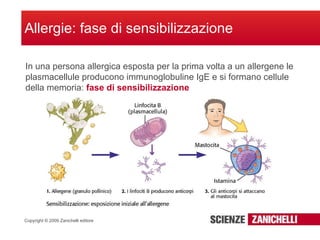 Allergie: fase di sensibilizzazione In una persona allergica esposta per la prima volta a un allergene le plasmacellule producono immunoglobuline IgE e si formano cellule della memoria:  fase di sensibilizzazione 