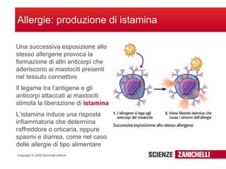 Allergie: produzione di istamina Una successiva esposizione allo stesso allergene provoca la formazione di altri anticorpi che aderiscono ai mastociti presenti nel tessuto connettivo Il legame tra l’antigene e gli anticorpi attaccati ai mastociti stimola la liberazione di  istamina L’istamina induce una risposta infiammatoria che determina raffreddore o orticaria, oppure spasmi e diarrea, come nel caso delle allergie di tipo alimentare 