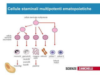 Cellule staminali multipotenti ematopoietiche 
