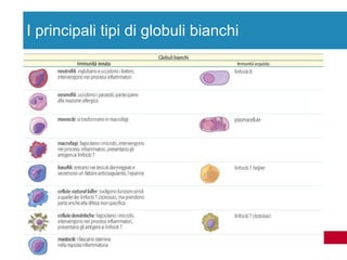 I principali tipi di globuli bianchi 