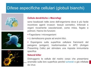 Difese aspecifiche cellulari (globuli bianchi) Cellule dendritiche  e  Macrofagi sono localizzati nelle zone dell’organismo dove è più facile incontrare agenti invasori: tessuti connettivi, linfonodi e organi riccamente vascolarizzati, come milza, fegato e polmoni. Hanno tre funzioni: Fagocitano i microrganismi Li demoliscono grazie ad enzimi litici. Espongono sulla superficie cellulare frammenti del patogeno (antigeni), trasformandosi in APC (Antigen Presenting Cells) per stimolare una risposta immunitaria specifica  Natural killer   Distruggono le cellule del nostro corpo che presentano anomalie sulla loro superficie perché  tumorali  o già infettate da virus 