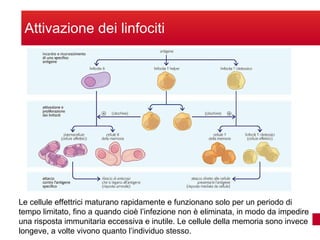 Sistema immunitario Slide 16