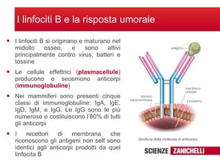I linfociti B e la risposta umorale <ul><li>I linfociti B si originano e maturano nel midollo osseo, e sono attivi princip...