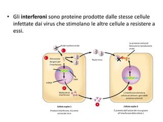 Sistemaimmunitarioluzzago | PPT