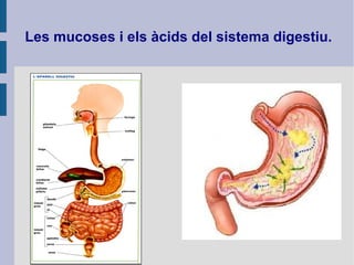 Les mucoses i els àcids del sistema digestiu.
 