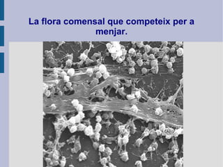 La flora comensal que competeix per a
menjar.
 