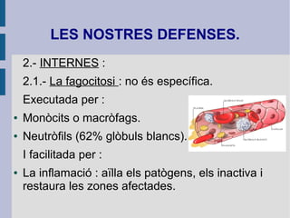 LES NOSTRES DEFENSES.
2.- INTERNES :
2.1.- La fagocitosi : no és específica.
Executada per :
● Monòcits o macròfags.
● Neutròfils (62% glòbuls blancs).
I facilitada per :
● La inflamació : aïlla els patògens, els inactiva i
restaura les zones afectades.
 