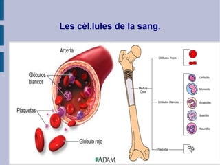 Les cèl.lules de la sang.
 