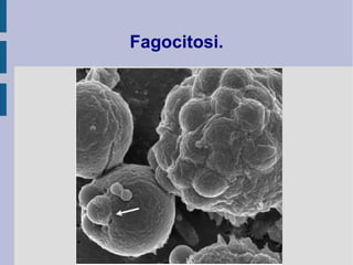 Fagocitosi.
 