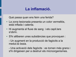 La inflamació.
Què passa quan ens feim una ferida?
● La zona lesionada presenta un color vermellós,
està inflada i calenta.
● Hi augmenta el fluxe de sang i els capil.lars
s'obrin.
● S'hi alliberen unes substàncies que provoquen :
- Un augment en la producció de fagòcits a la
medul.la òssia.
- Una activació dels fagòcits : es tornen més grans i
s'hi dirigeixen per a destruir els microorganismes.
 