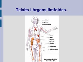 Teixits i òrgans limfoides.
 