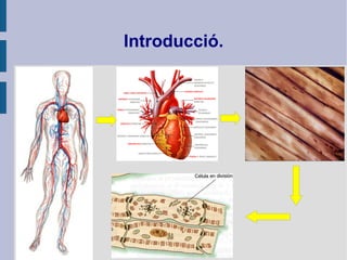 Introducció.
 