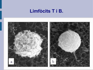 Limfòcits T i B.
 