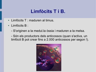 Limfòcits T i B.
● Limfòcits T : maduren al timus.
● Limfòcits B :
- S'originen a la medul.la òssia i maduren a la melsa.
- Són els productors dels anticossos (quan s'activa, un
limfòcit B pot crear fins a 2.000 anticossos per segon !).
 