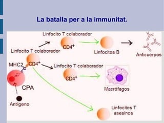 La batalla per a la immunitat.
 