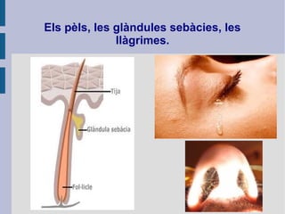 Els pèls, les glàndules sebàcies, les
llàgrimes.
 