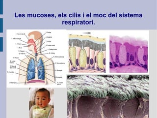Les mucoses, els cilis i el moc del sistema
respiratori.
 