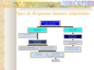 Tipos de Respostas Imunes Adquiridas 