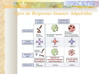 Tipos de Respostas Imunes Adquiridas 