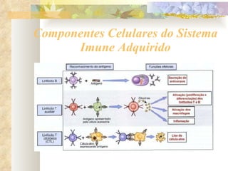 Componentes Celulares do Sistema Imune Adquirido 