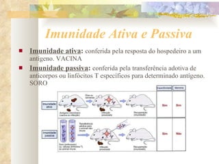 Imunidade Ativa e Passiva Imunidade ativa :   conferida pela resposta do hospedeiro a um antígeno. VACINA Imunidade passiva :   conferida pela transferência adotiva de anticorpos ou linfócitos T específicos para determinado antígeno. SORO 