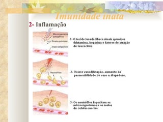 Imunidade inata 2-  Inflamação 