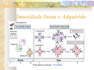 Imunidade Inata e Adquirida 