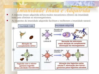Imunidade Inata e Adquirida A resposta imune adquirida utiliza muitos mecanismos efetores da imunidade inata para eliminar os microorganismos. As respostas da imunidade adquirida facilitam e melhoram a imunidade natural. 