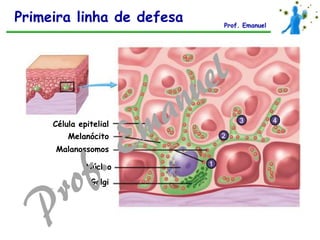 Célula epitelial
Melanócito
Malanossomos
Núcleo
Golgi
Primeira linha de defesa Prof. Emanuel
 