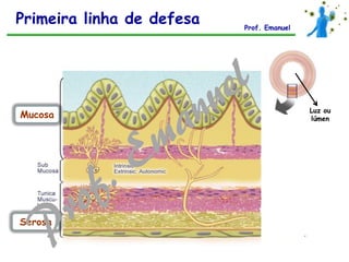 Mucosa
Serosa
Luz ou
lúmen
Primeira linha de defesa Prof. Emanuel
 