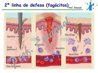 2ª linha de defesa (fagócitos)Prof. Emanuel
 