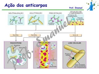 Ação dos anticorpos Prof. Emanuel
 