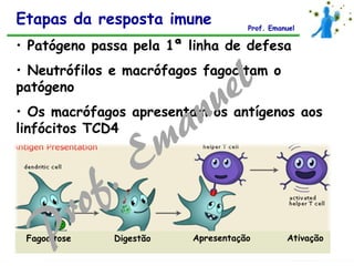 • Patógeno passa pela 1ª linha de defesa
• Neutrófilos e macrófagos fagocitam o
patógeno
• Os macrófagos apresentam os antígenos aos
linfócitos TCD4
Fagocitose Digestão Apresentação Ativação
Etapas da resposta imune Prof. Emanuel
 