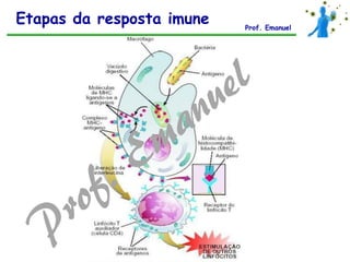 Etapas da resposta imune Prof. Emanuel
 