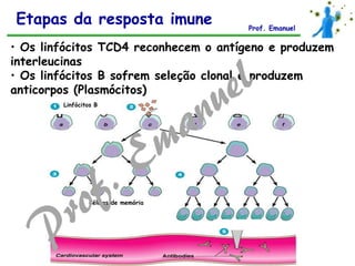 • Os linfócitos TCD4 reconhecem o antígeno e produzem
interleucinas
• Os linfócitos B sofrem seleção clonal e produzem
anticorpos (Plasmócitos)
Linfócitos B
Células de memória
Etapas da resposta imune Prof. Emanuel
 