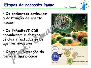 • Os anticorpos estimulam
a destruição do agente
invasor
• Os linfócitosT CD8
reconhecem e destroem
células infectadas pelos
agentes invasores
• Ocorre a formação da
memória imunológica
Etapas da resposta imune Prof. Emanuel
 