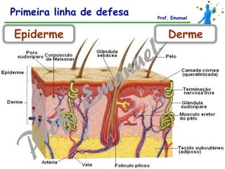 Epiderme
Primeira linha de defesa Prof. Emanuel
Derme
 