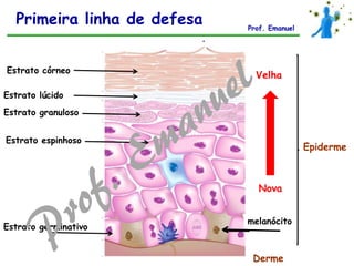Epiderme
Estrato córneo
Estrato lúcido
Estrato espinhoso
Derme
Estrato granuloso
Estrato germinativo
melanócito
Nova
Velha
Primeira linha de defesa Prof. Emanuel
 
