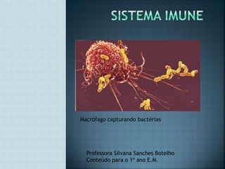 Macrófago capturando bactérias 
Professora Silvana Sanches Botelho 
Conteúdo para o 1º ano E.M. 
 