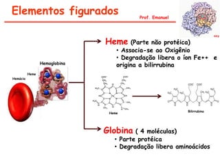 Elementos figurados                       Prof. Emanuel




                               Heme     (Parte não protéica)
                                   • Associa-se ao Oxigênio
                                   • Degradação libera o íon Fe++ e
                 Hemoglobina       origina a bilirrubina
          Heme
Hemácia




                                                          Bilirrubina
                                Heme




                               Globina   ( 4 moléculas)
                                  • Parte protéica
                                  • Degradação libera aminoácidos
 