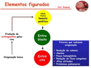 Elementos figurados                 Prof. Emanuel


                       Célula
                       tronco
                      hemato
                      poiética



    Produção de
eritropoetina pelos   Eritro
        rins          blasto
                                       Fatores que reduzem
                                            oxigenação

                                    Redução da volemia
                                    Anemia
 Oxigenação baixa     Eritró        Pouca hemoglobina
                                    Redução do fluxo sanguíneo
                       cito         Altas altitudes
                                    Problemas pulmonares
 