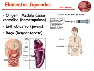 Elementos figurados      Prof. Emanuel



• Origem: Medula óssea
vermelha (hematopoiese)
• Eritroblastro (jovem)
• Baço (hemocaterese)
 