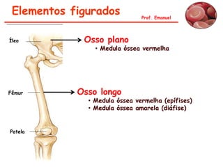 Elementos figurados           Prof. Emanuel




Íleo         Osso plano
                • Medula óssea vermelha




Fêmur       Osso longo
              • Medula óssea vermelha (epífises)
              • Medula óssea amarela (diáfise)


Patela
 