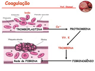 Coagulação
                        Prof. Emanuel


         lesão




                     Ca++
    TROMBOPLASTINA                   PROTROMBINA


                            Vit. K


                      TROMBINA



   Rede de FIBRINA                    FIBRINOGÊNIO
 