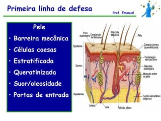 Primeira linha de defesa   Prof. Emanuel



        Pele
• Barreira mecânica
• Células coesas
• Estratificada
• Queratinizada
• Suor/oleosidade
• Portas de entrada
 