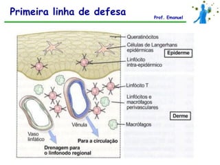 Primeira linha de defesa   Prof. Emanuel
 