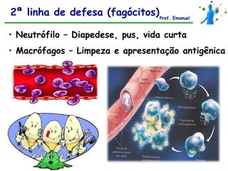 2ª linha de defesa (fagócitos) Prof. Emanuel

• Neutrófilo – Diapedese, pus, vida curta
• Macrófagos – Limpeza e apresentação antigênica
 