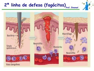 2ª linha de defesa (fagócitos) Prof. Emanuel
 