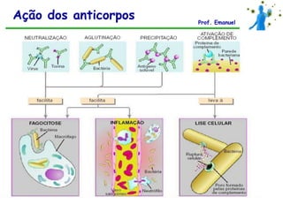Ação dos anticorpos   Prof. Emanuel
 